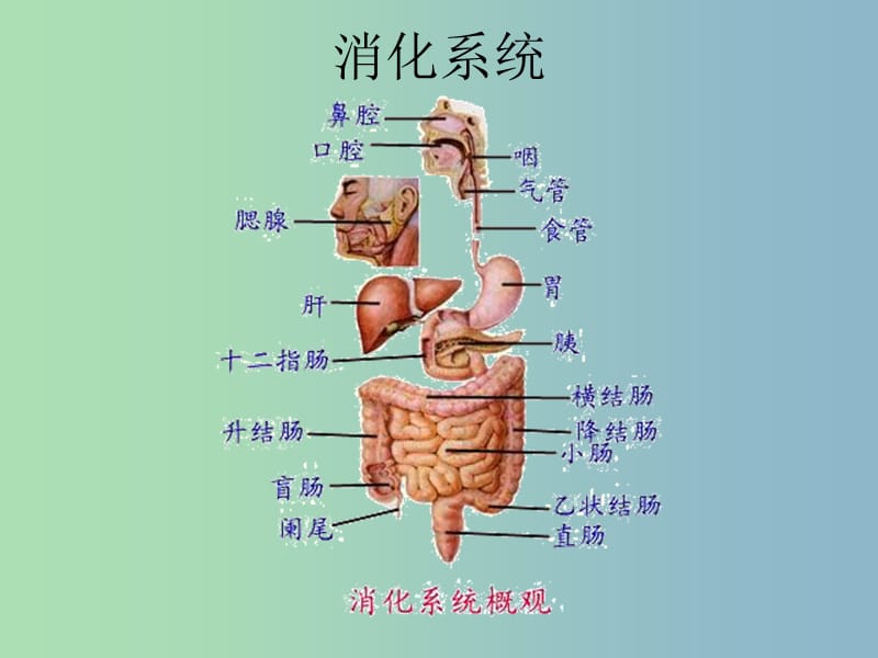 七年级生物下册《第九章 第二节 人体的消化与吸收》课件 苏教版.ppt_第2页