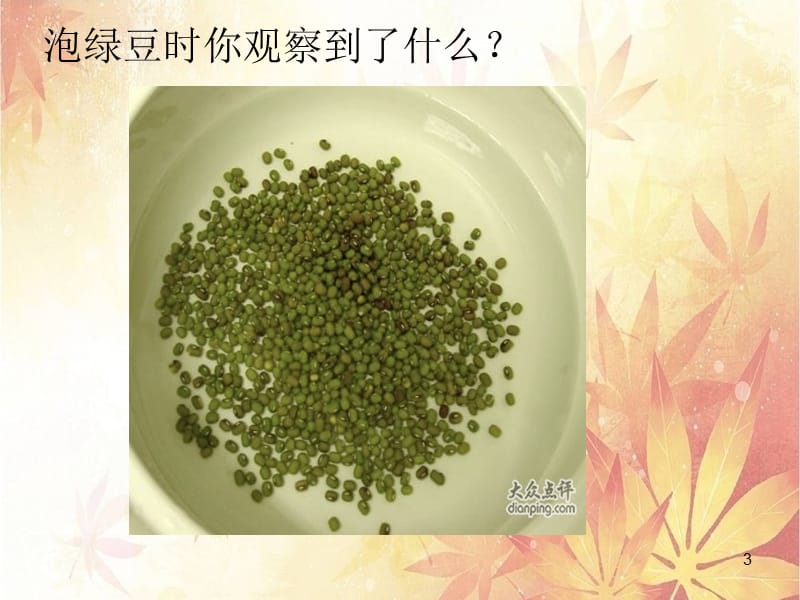 泡绿豆观察日记作业ppt课件_第3页