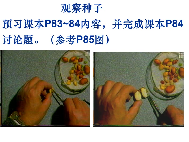 《种子植物》PPT课件.ppt_第2页