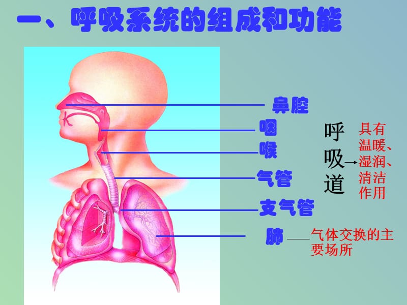 七年级生物下册 3 人体的呼吸课件 新人教版.ppt_第3页