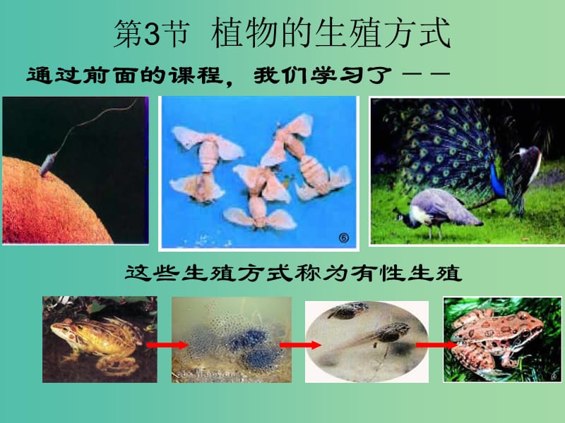 八年级生物上册 第十九章 第三节 植物的生殖方式课件 北师大版.ppt_第2页