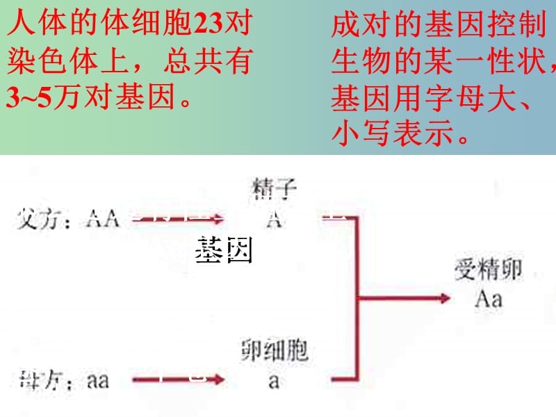 八年级生物下册《第七单元 第二章 第3节 基因的显性和隐性》课件 新人教版.ppt_第3页