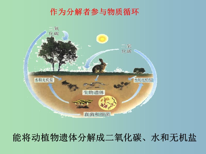 八年级生物上册 5.4.4 细菌和真菌在自然界中的作用课件 （新版）新人教版.ppt_第2页