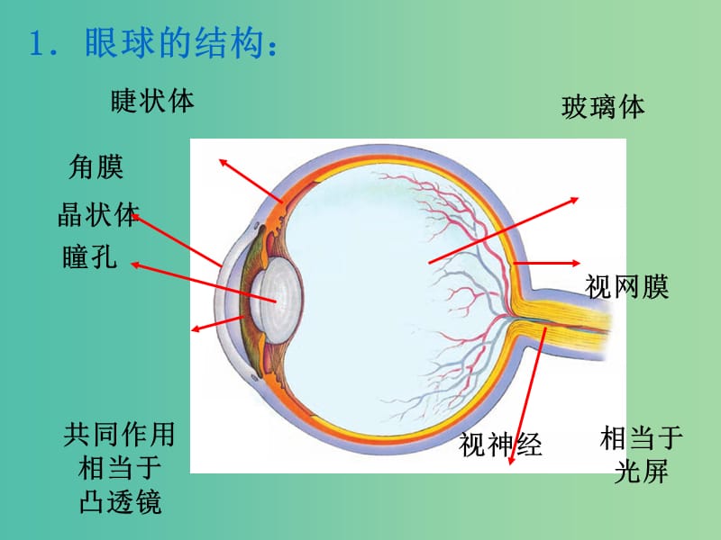 八年级物理上册 5.4 眼睛和眼镜课件 新人教版.ppt_第2页