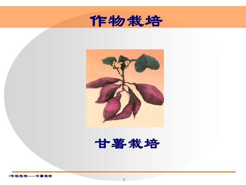 甘薯(红薯)生产技术.ppt_第1页