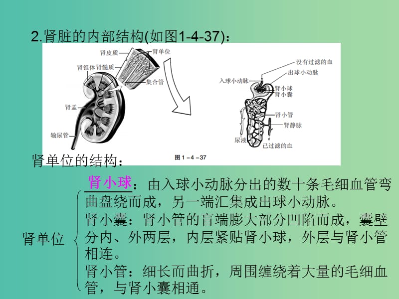 中考生物 第一部分 教材考点同步解析 第四单元 生物圈中的人（第4课时）复习课件 新人教版.ppt_第3页