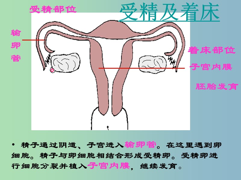 八年级生物上册 第四单元 第三章 第一节 婴儿的诞生（第2课时）课件 （新版）济南版.ppt_第3页