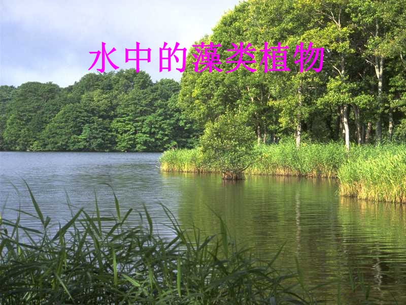 七年级生物下册 10.2 水中的藻类植物课件1 苏科版.ppt_第1页