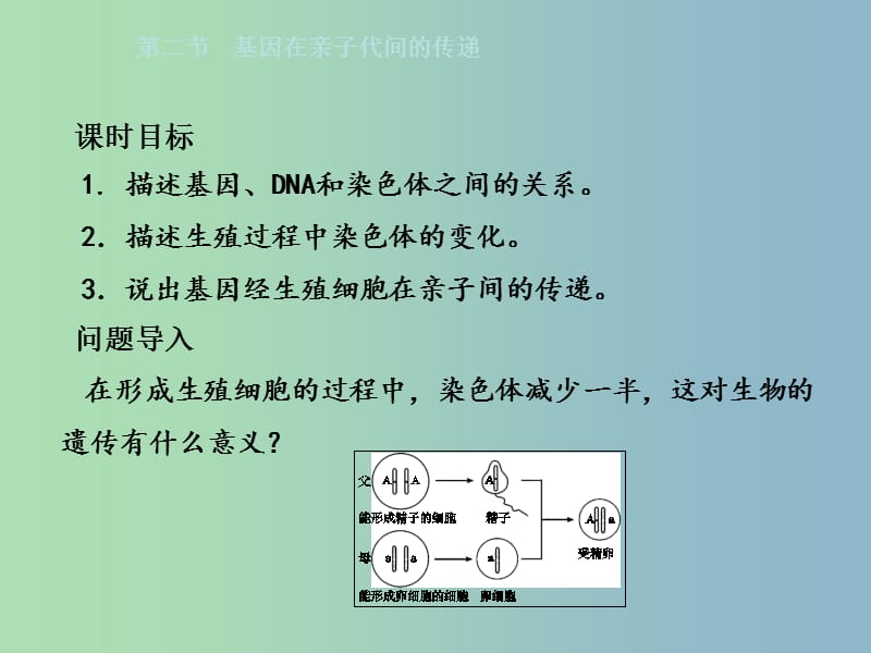 八年级生物下册7.2.2基因在亲子代间的传递课件新版新人教版.ppt_第2页