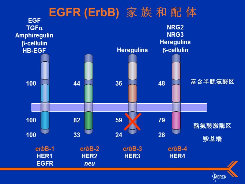 爱必妥作用机制及不良反应处理.ppt_第2页