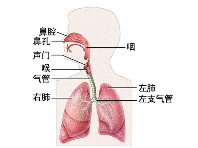 七年级生物下册 第三章 人体的呼吸课件1 新人教版.ppt_第2页