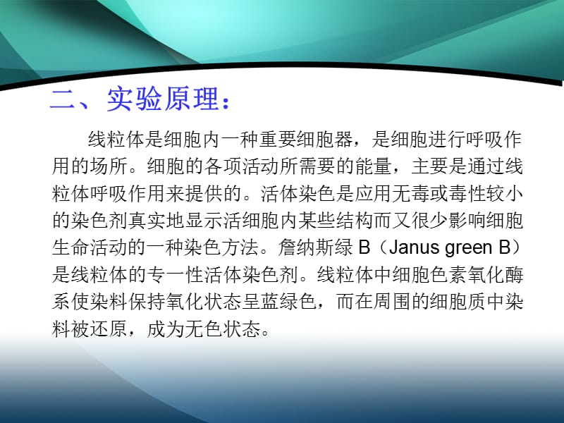 线粒体的活体染色.ppt_第3页