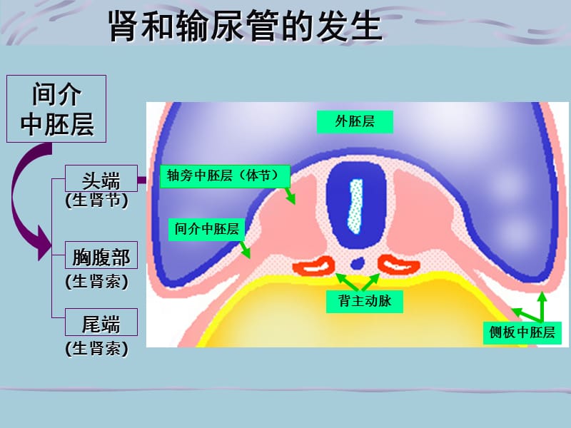 组织胚胎学泌尿生殖系统的发育.ppt_第2页