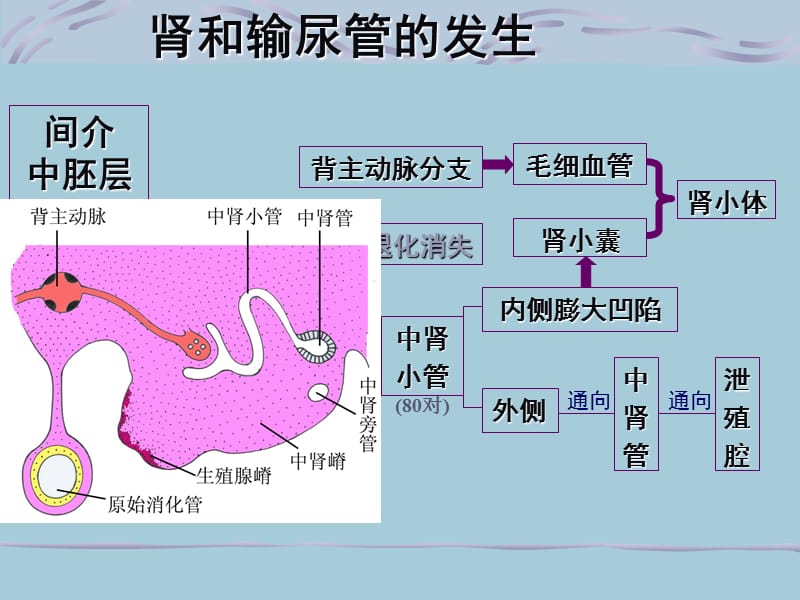 组织胚胎学泌尿生殖系统的发育.ppt_第3页