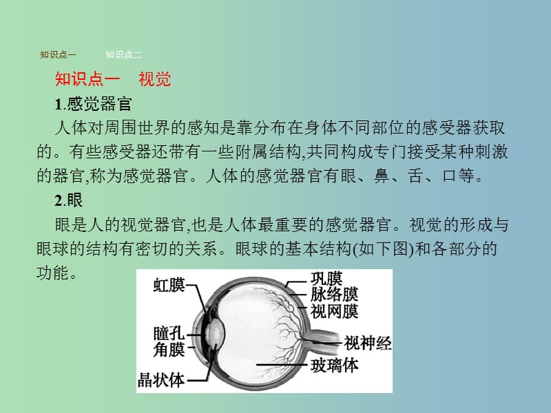 七年级生物下册3.5.4人体对周围世界的感知课件新版济南版.ppt_第2页