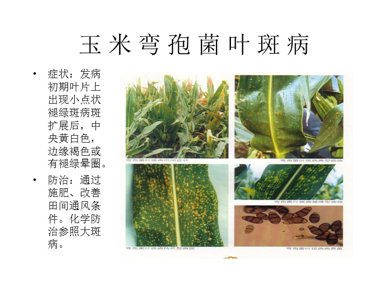 玉米病害防治方法及图片.ppt_第3页
