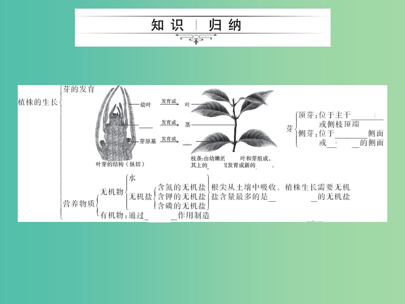 中考生物第一轮系统复习篇 第三单元 第二章 被子植物的一生课件.ppt_第3页