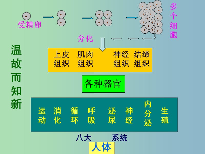 七年级生物上册 2.3.2 植物体的结构层次课件 新人教版 新人教版.ppt_第3页