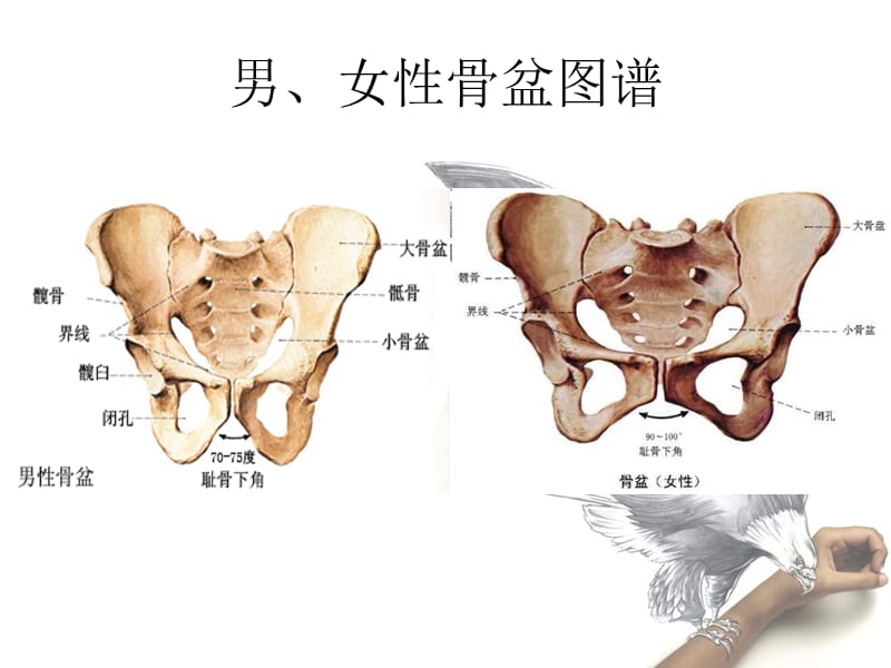 骨盆入出口位投照方法.ppt_第3页