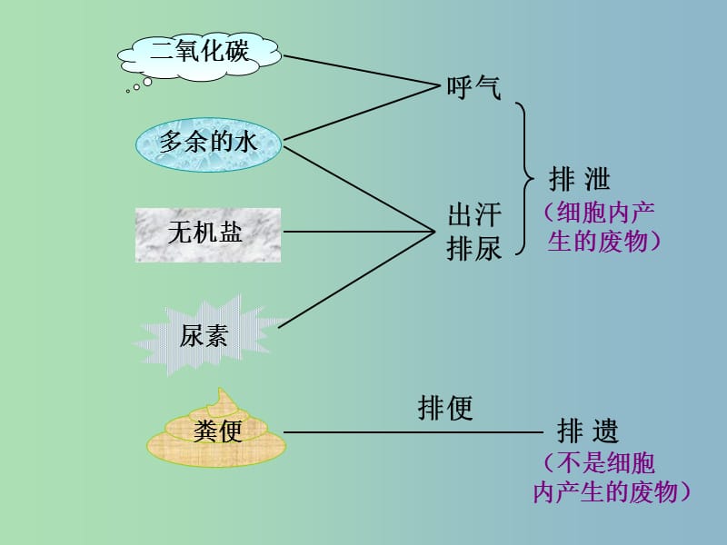 七年级生物下册第四单元第五章人体内废物的排出课件4新版新人教版.ppt_第2页