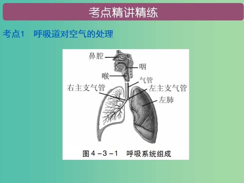 中考生物总复习 第四单元 第三章 人体的呼吸课件.ppt_第2页