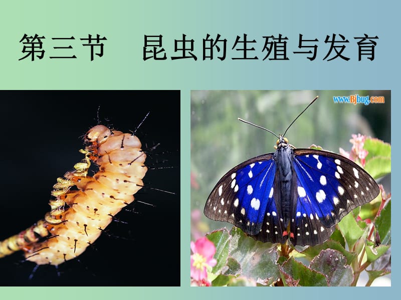 八年级生物下册 21.3 昆虫的生殖与发育课件3 （新版）苏教版.ppt_第3页