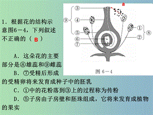 七年級(jí)生物上冊(cè) 第9課時(shí) 綠色植物的光合作用復(fù)習(xí)課件 （新版）新人教版.ppt