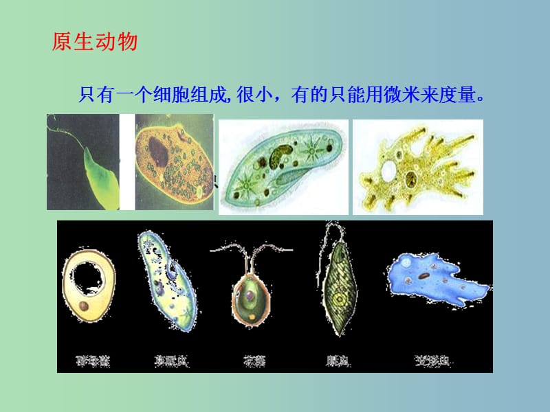 七年级生物上册《2.2.1 无脊椎动物的主要类群》课件 （新版）济南版.ppt_第3页