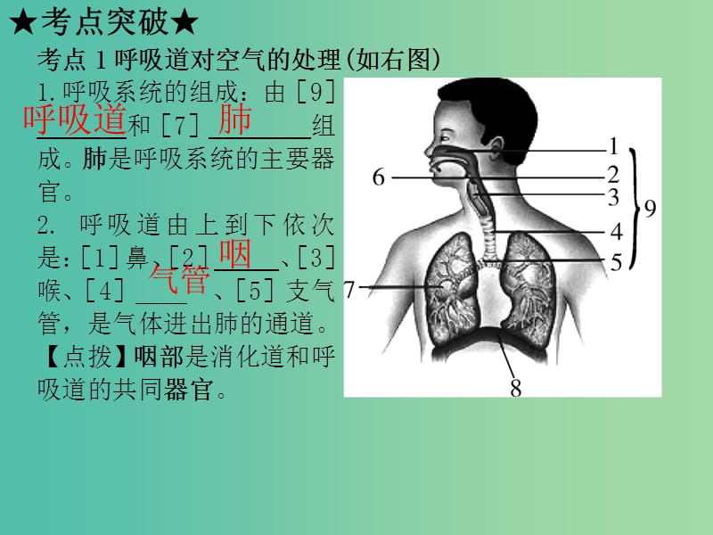 中考生物 第四单元 第三章 人体的呼吸复习课件（考点突破+课堂检测+课后巩固）（新版）新人教版.ppt_第3页