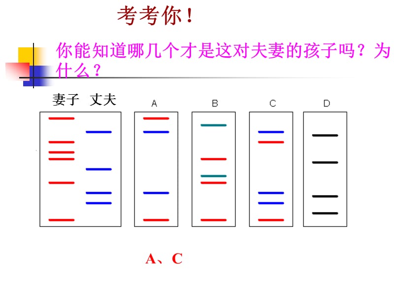 遗传信息携带者-核酸PPT.ppt_第3页