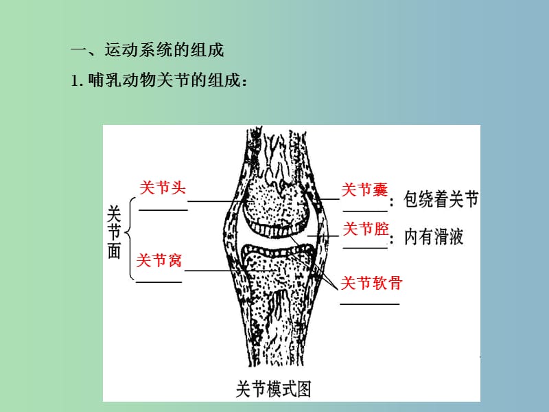 八年级生物上册 5.2.1 动物的运动课件 （新版）新人教版.ppt_第3页