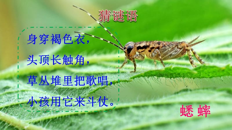 部编版在牛肚子里旅行.ppt_第1页