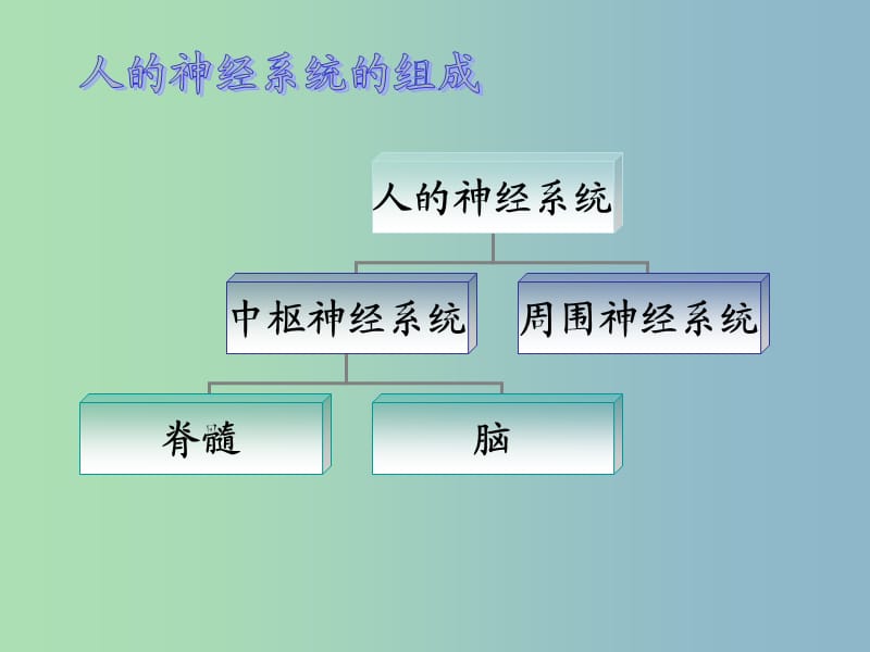 七年级生物下册《第十二章 第二节 神经调节》课件 苏教版.ppt_第3页