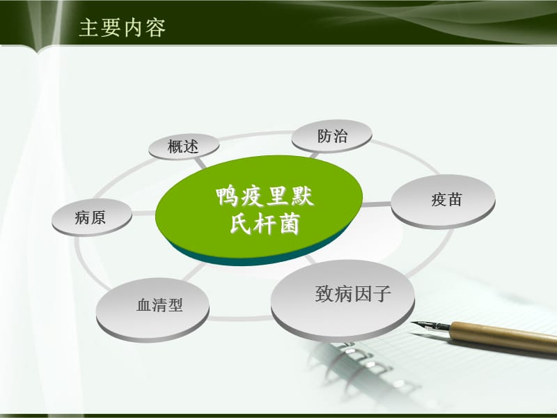 鸭疫里默氏杆菌.ppt_第2页