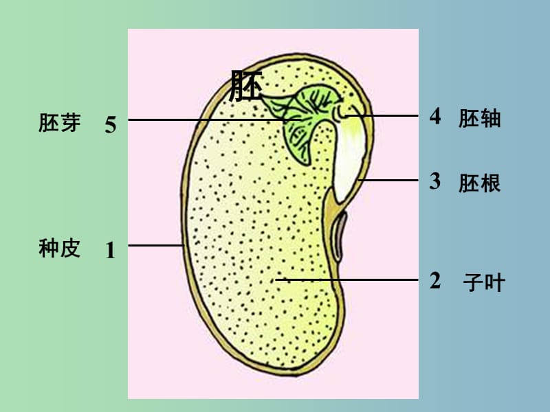 七年级生物上册《3.2.1 种子的萌发》课件 新人教版.ppt_第3页