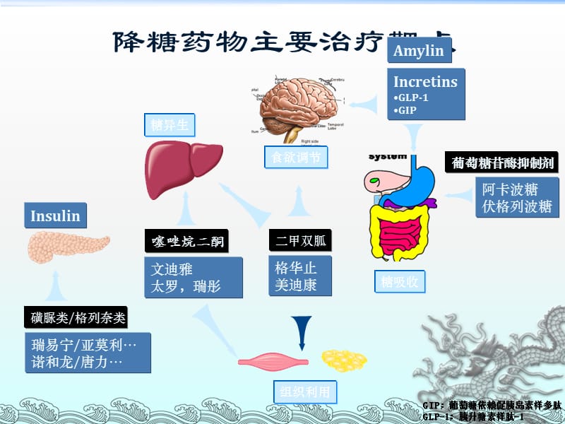 2型糖尿病口服药物合理使用_第3页