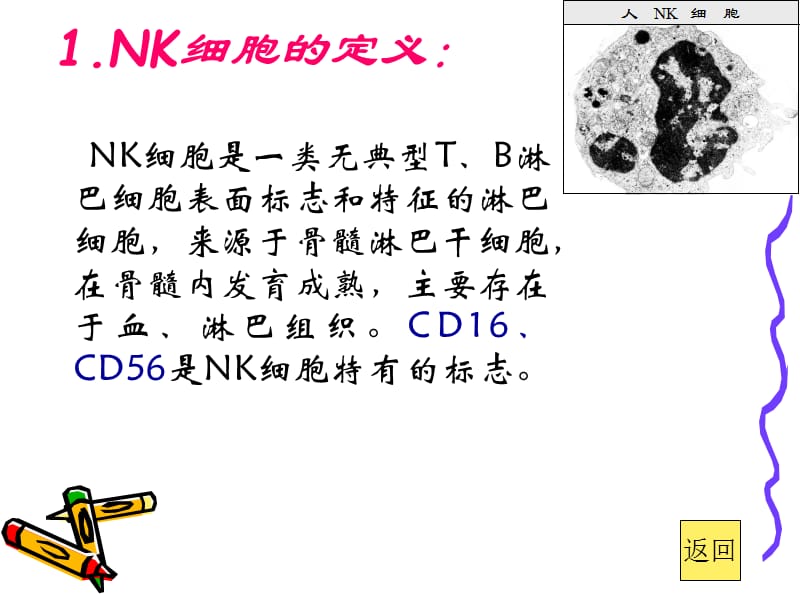 《NK细胞进展》PPT课件.ppt_第3页