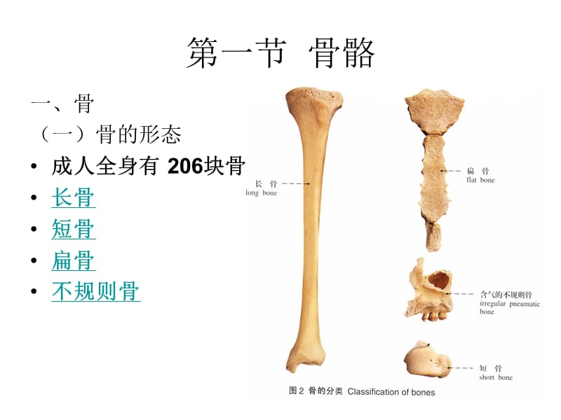 《人体解剖学》课件第二章运动系统.ppt_第2页