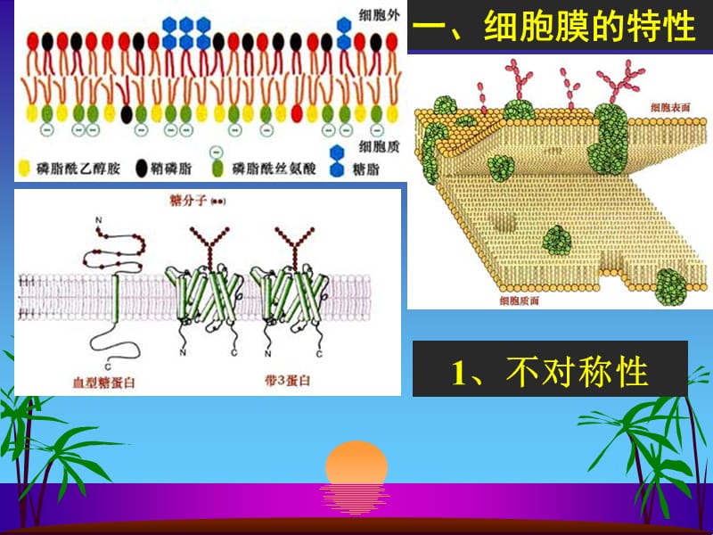 细胞膜的特性与分子结构.ppt_第2页