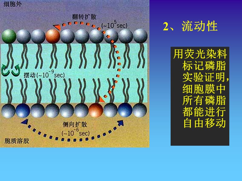 细胞膜的特性与分子结构.ppt_第3页