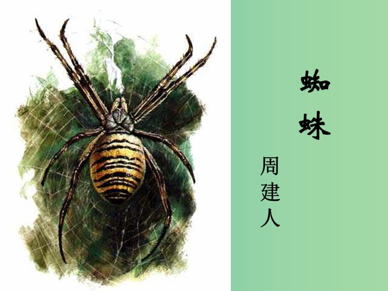 七年级语文下册 第四单元 14《蜘蛛》教学课件 语文版.ppt_第1页