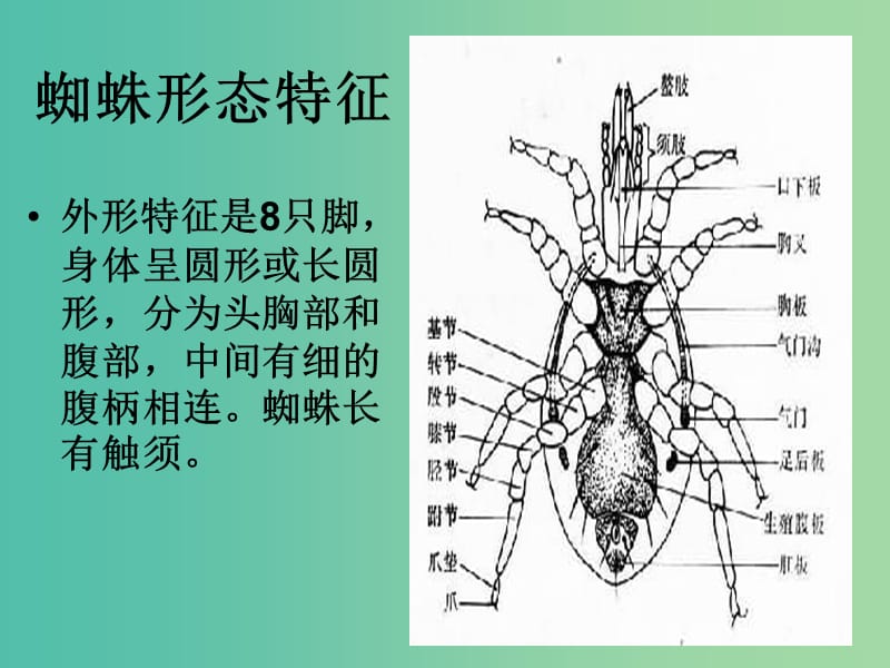 七年级语文下册 第四单元 14《蜘蛛》教学课件 语文版.ppt_第3页