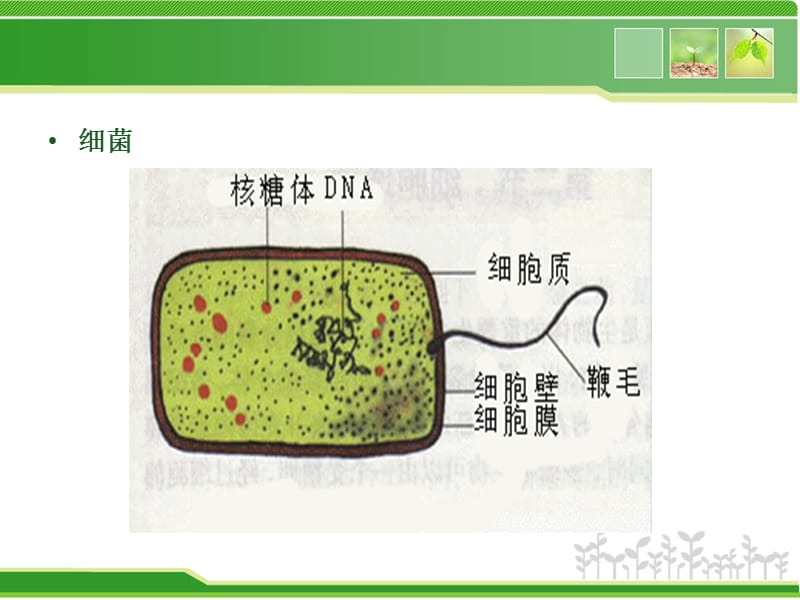 真核细胞与原核细胞.ppt_第2页