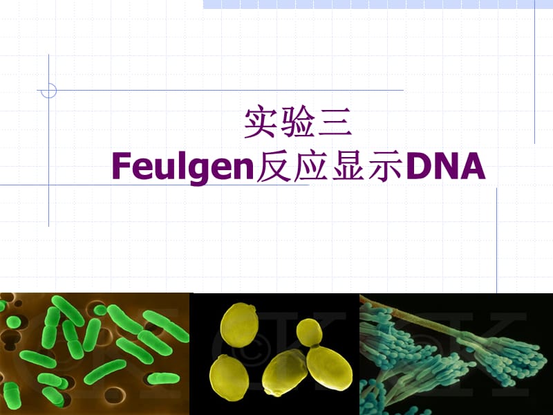 实验三Feulgen反应显示DNA.ppt_第1页