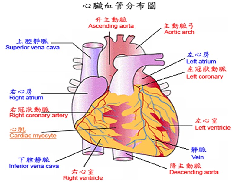 心肌梗死护理查房ppt课件_第2页