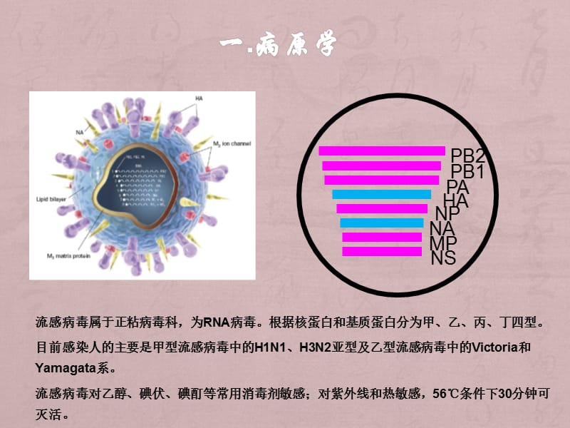 流行性感冒诊疗方案及流程ppt课件_第3页