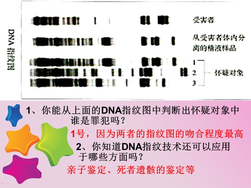 遗传信息的携带者--核酸.ppt_第3页