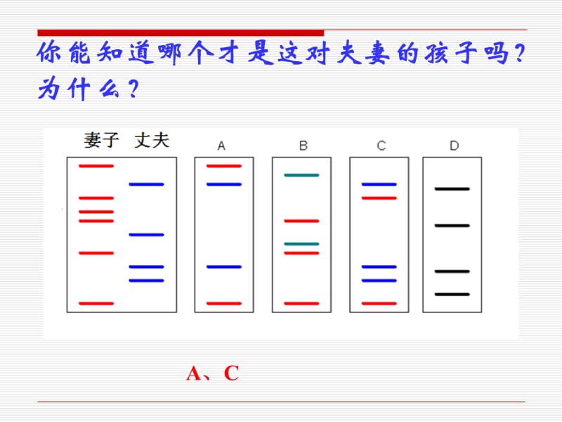 遗传信息的携带者—核酸.ppt_第3页