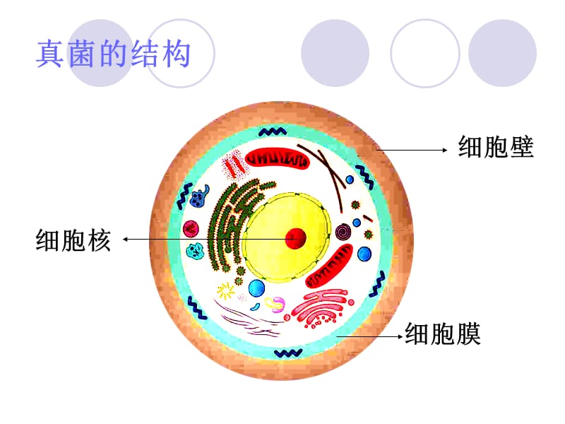 真菌感染的药物治疗.ppt_第3页