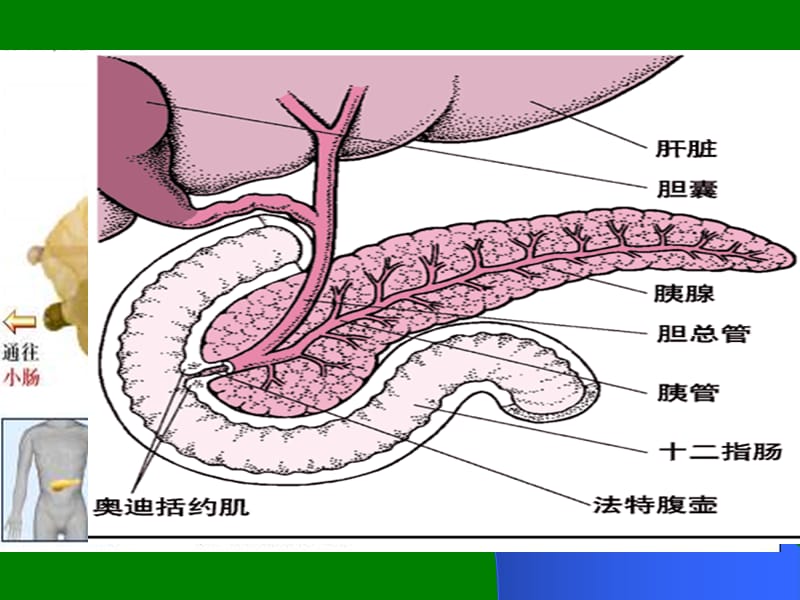 胰腺的解剖及生理功能ppt课件_第2页